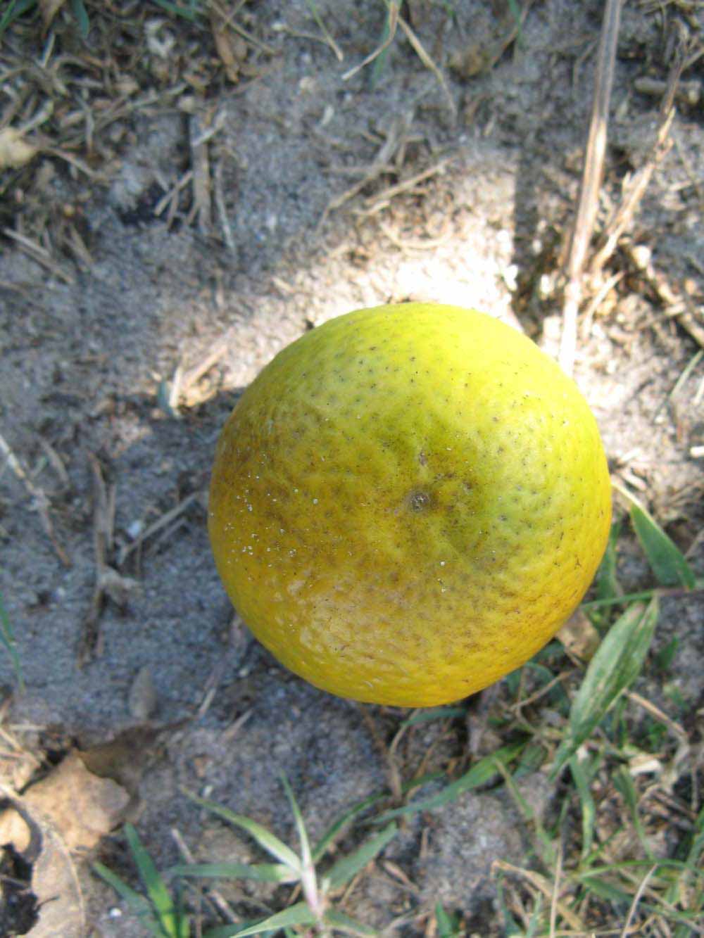              Fruit (Winter Haven, FL)       